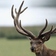 Dramatic recreation of a deer being told what his pals in Australia are getting up to.